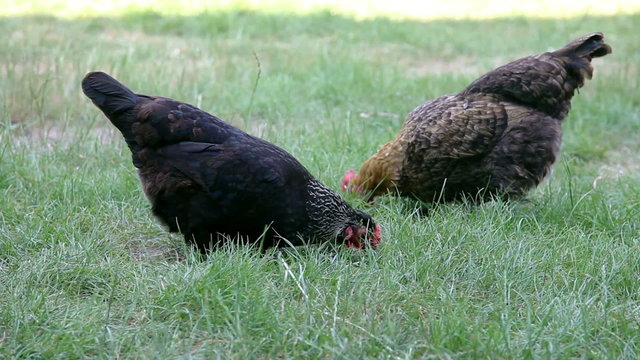 Group of hens eating grain in the green grass