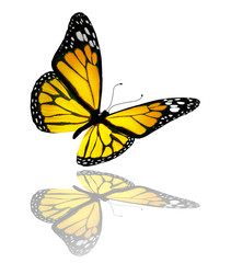 Yellow butterfly, isolated on white background