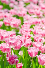Garden with tulip flowers in summer