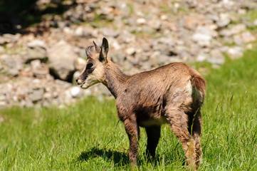 Chamois