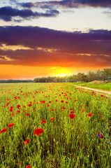 red poppies against the sunset sky