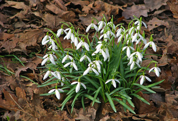 snowdrops