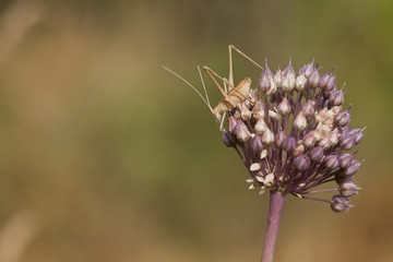 sauterelle au printemps