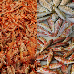 Collage Meerestiere
