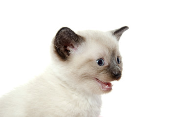 Cute baby kitten