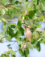 Cedar waxwing