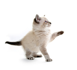 Obraz premium Baby kitten playing