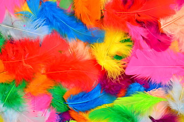 Colored feathers