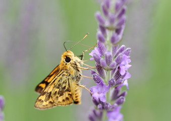 ラベンダーの黄斑せせりPotanthus flavus