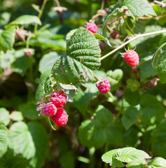Raspberry branch with green leaves