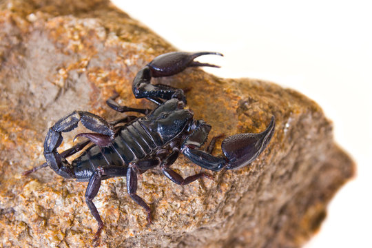 black scorpion on the rock