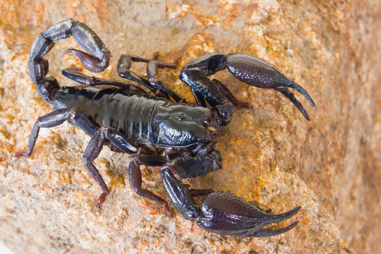 black scorpion on the rock