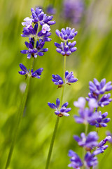 small blue flowers on the green blurred background