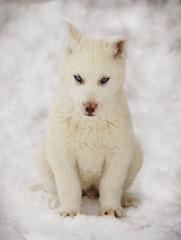 white Siberian Huskies