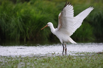Spatule blanche ailes déployées