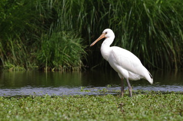 Jeune spatule blanche dans son milieu