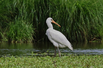 Spatule blanche juvénile dans son milieu 1