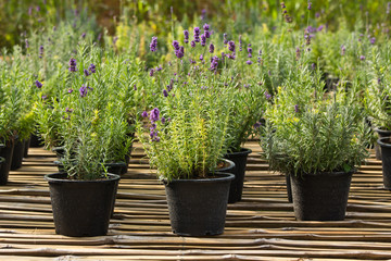 Lavender plant in nursery