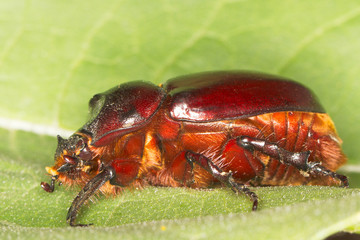 a female of European rhinoceros beetle ( Oryctes nasicornis)