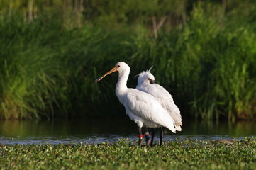 Duo de spatule blanche ; jeune et adulte