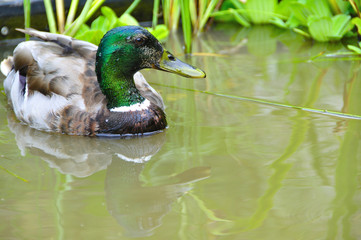 Colvert