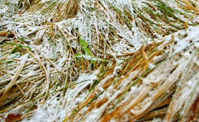 Frosted grass.