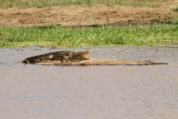 Nile crocodile in a river in South Africa.