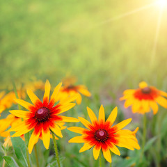 Fototapeta premium yellow flowers on the field