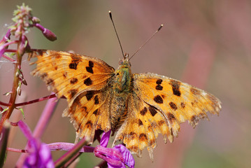Obraz premium Comma Butterfly