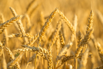 Fototapeta premium wheat