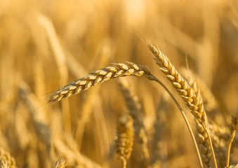 wheat