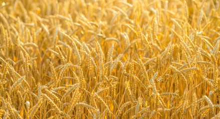 wheat