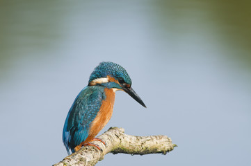 Kingfisher