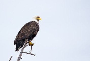Bald Eagle sitting on old branch