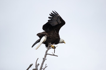 Bald Eagle sitting on old branch