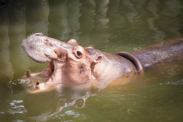 Hippopotamus