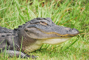 Alligator puffs out his throat