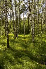 Fotobehang Zomerse dag in het bos © Ilya Mikhaylov