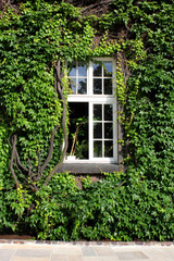 Fototapeta na wymiar overgrown wall with opened window