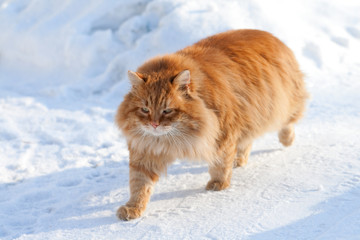 red cat on the white snow