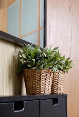 plants in room design