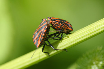 Copulating shield bugs