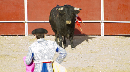 Matador and bull in bullfight. Madrid, Spain.