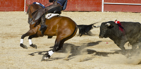 Bullfight on horseback. Typical Spanish bullfight.