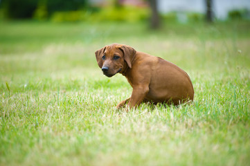 Beautiful dog rhodesian ridgeback puppy outdoors