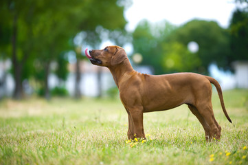 Beautiful dog rhodesian ridgeback puppy outdoors