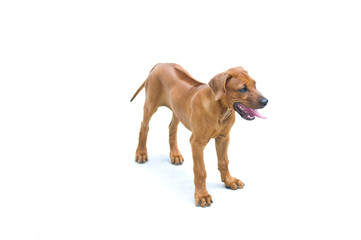 Beautiful dog rhodesian ridgeback puppy isolated