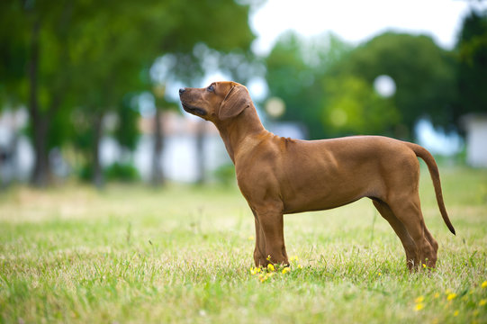 Beautiful dog rhodesian ridgeback puppy outdoors