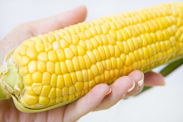手に持ったコウモロコシ
