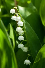 Cercles muraux Muguet Lily of the valley